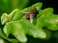 Gemeine Sonnenschwebfliege auf Eichenblatt